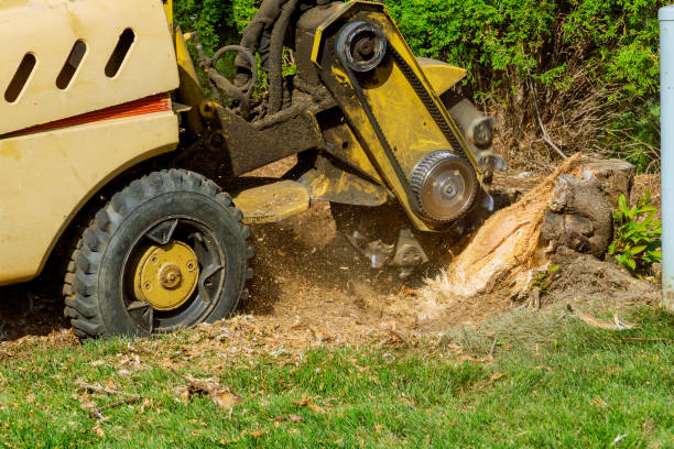 Best Large Tree Removal  in Butler, OH